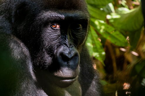 Lowland Gorillas - Andrew James