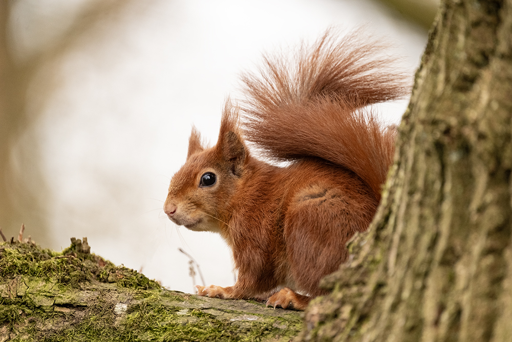 Eye for the Light - Crazy Red Squirrels