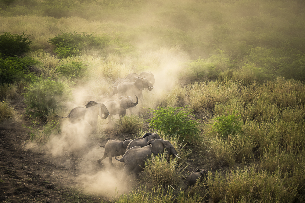 Aerial wildlife photography by Silke Hullmann