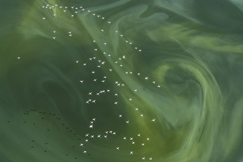 Aerial wildlife photography by Silke Hullmann