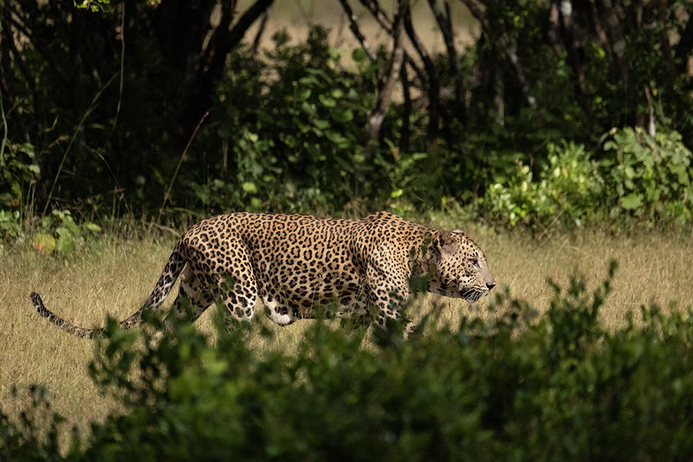 Sri Lanka Safari - Wilpattu - Eye for the Light