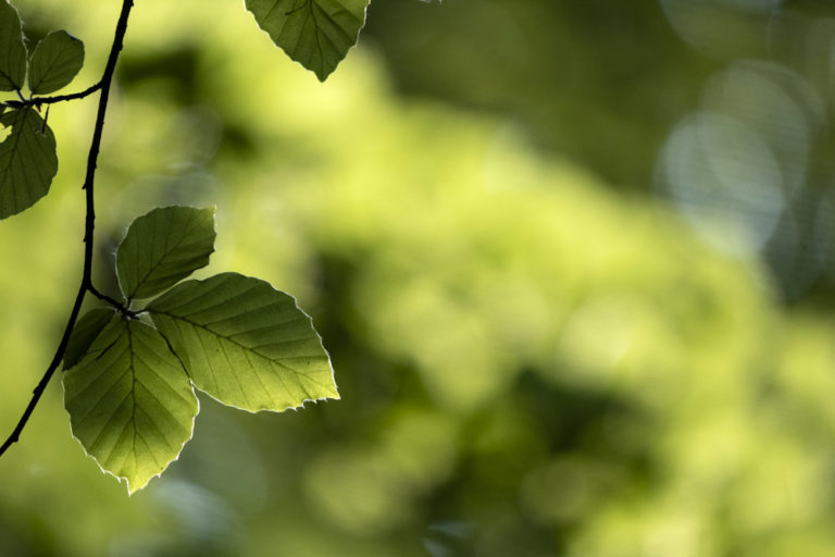 Beech woods mindfulness - Eye for the Light