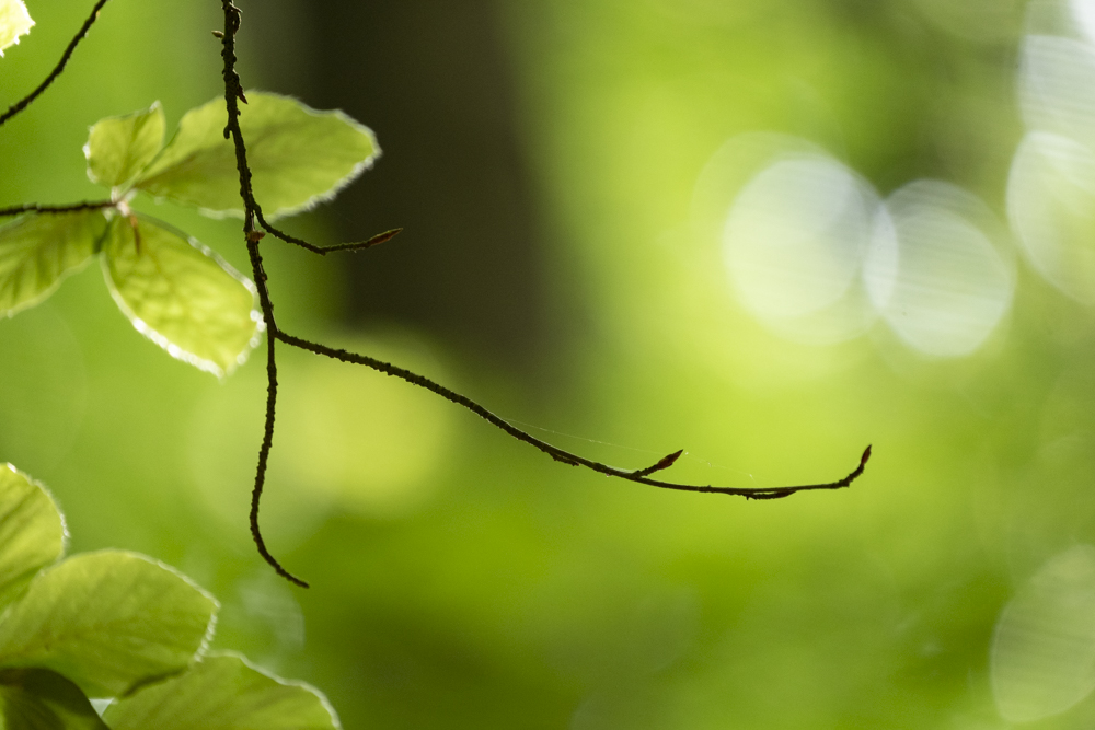 Beech woods mindfulness - Eye for the Light