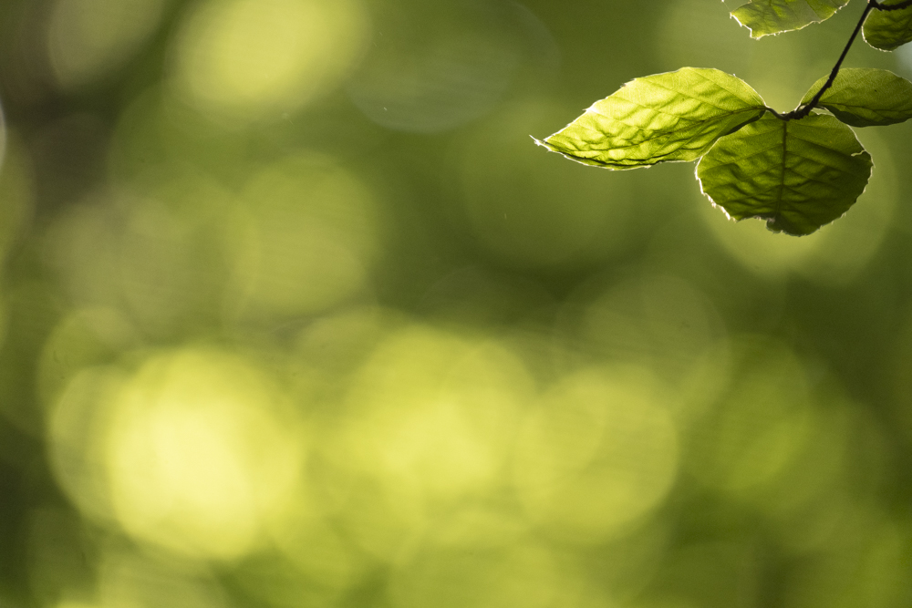 Beech woods mindfulness - Eye for the Light