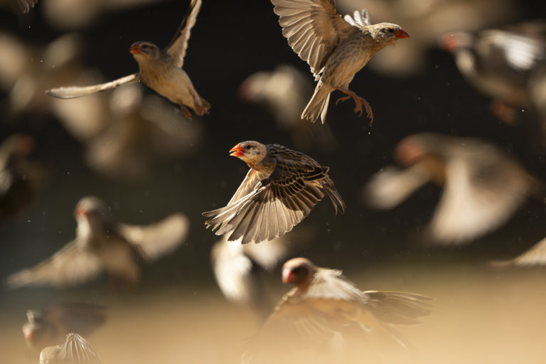 Earth's Memory - Eye for the Light