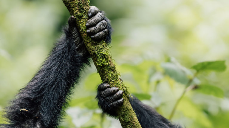 & Coe podcast on Eye for the Light - Marion Payr