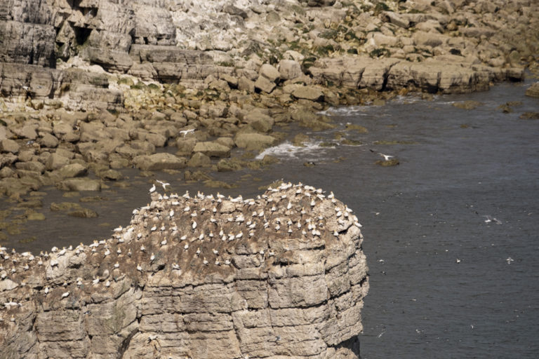Life on the cliffs - Eye for the Light