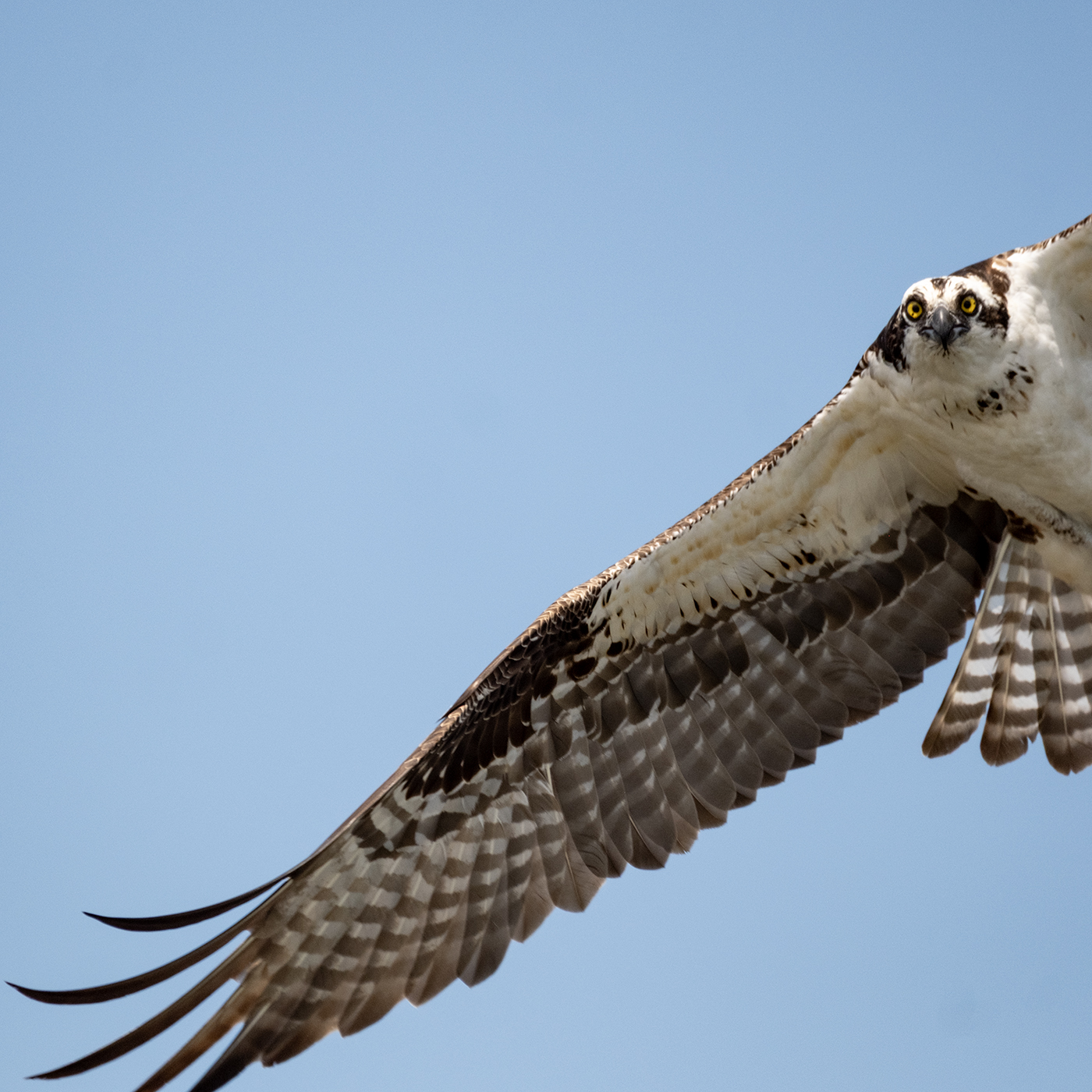 Eye for the Light wildlife crime